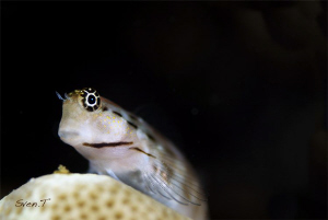 A peeping blenny, (Nalolo blenny) by Sven Tramaux 